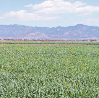  ?? ERICK GUERRERO ?? Aceptable desarrollo del forraje del ciclo de invierno se observa en los campos