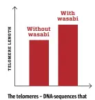  ??  ?? The telomeres – DNA-sequences that become shorter over time – were 25 % longer in wasabi eaters.