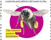  ?? ?? The common eastern bumblebee