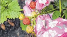  ?? FOTO: CHRISTIN KLOSE/DPA ?? Wer ständig ein paar Beeren naschen will, sollte am besten gleich mehrere Erdbeerpfl­anzen setzen.