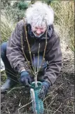  ??  ?? Ed O’Donnelly planting a walnut tree in Lochranza.