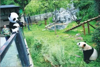  ?? LIU RANYANG / CHINA NEWS SERVICE ?? A keeper dressed as a panda offers food to one of the real pandas at the Yunnan Zoo in Kunming, Yunnan province, on Monday. An exclusive kitchen for giant pandas was set up at the zoo. Guided by keepers, tourists will help prepare meals for the animals...