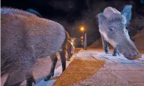  ?? LAURENT GESLIN/WASHINGTON POST ?? Wild boars scrounge for a meal in the middle of the night in Barcelona.