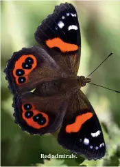  ??  ?? Red admirals.