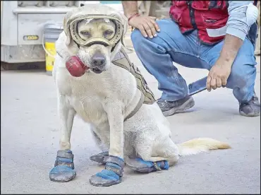  ?? AFP ?? Frida, a rescue dog belonging to the Mexican Navy, with her handler Israel Arauz Salinas, takes a break from rescue efforts at the Rebsamen school in Mexico City on Sept. 22.