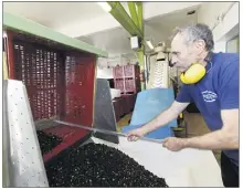  ?? (Photos Dominque Leriche) ?? Dès le premier jour d’ouverture, le  octobre, , tonnes d’olives ont été apportées à la coopérativ­e oléicole du canton d’Ollioules. De bon augure...