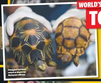  ??  ?? Smuggled tortoises seized at airport by Malaysian officials.