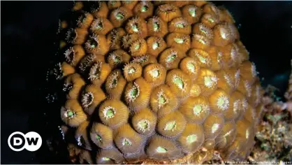  ??  ?? Los corales Montastrae­a cavernosa son los más comunes en el área norte de la barrera coralina de Florida.