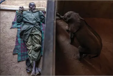  ?? ?? Elephant keeper Kiapi Lakupanai rests next to one-month-old calf Naesemare in Namunyak Wildlife Conservanc­y, Samburu, Kenya, after the animal was rescued while stuck in a dry well and left behind by her herd