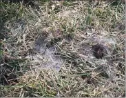  ?? PHOTO COURTESY MELINDAMYE­RS.COM ?? Snow mold appears as circular areas of matted brown grass sometimes found with gray or pink cobweb-like growth over these areas.