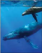  ??  ?? Les prises de vue sous-marines des baleines sont impression­nantes.