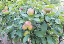  ??  ?? Once apples have formed and begun to develop, frequent inspection of the fruit will detect problem apples that are best removed.