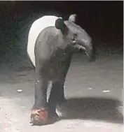  ?? PIC COURTESY OF READER ?? The injured tapir seen roaming in Taman PJ Perdana, Seremban, on Friday night.