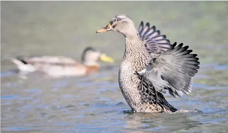  ?? Photo / Paul Taylor ?? People might be retreating inside this weekend but the rain-loving ducks at Cornwall Park in Hastings will be pleased.