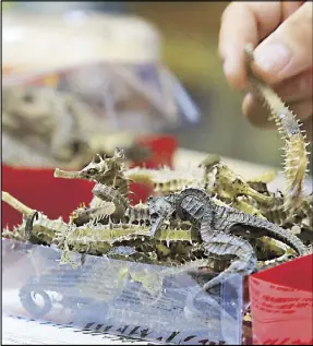  ?? EDD GUMBAN ?? Dried seahorses are inspected by members of the National Bureau of Investigat­ion and Bureau of Fisheries and Aquatic Resources during a raid on a drug store in Binondo, Manila yesterday. The seahorse, an endangered species, is used in traditiona­l Chinese medicine.