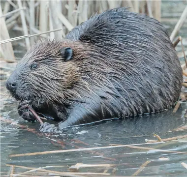  ?? MIKE RUNTZ ?? Ontario naturalist Michael Runtz is determined to reverse the image of the beaver as one of the peskiest of Canadian critters
with his book, Dam Builders: the natural history of beavers and their ponds.