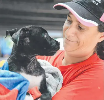  ??  ?? FULL HOUSE: Kennel assistant Amara Sansoni at YAPS, which is under pressure. Picture: JUSTIN BRIERTY