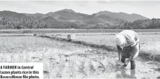  ?? BUSINESSMI­RROR ?? A FARMER in Central Luzon plants rice in this
file photo.