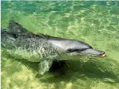  ?? GETTY IMAGES ?? Zoologists have studied dolphins at Australia’s Shark Bay for 40 years.