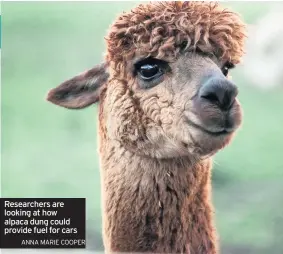  ??  ?? Researcher­s are looking at how alpaca dung could provide fuel for cars