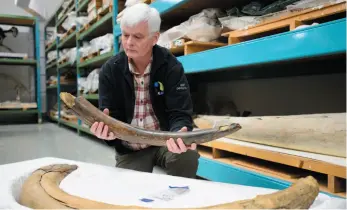  ?? CP FILE PHOTO ?? Kieran Shepherd, curator of paleobiolo­gy at the Canadian Museum of Nature in Gatineau, Que., holds a piece of one of two mammoth tusks returned to Canada by U.S. officials in March. Wooly mammoths were one of many species wiped out shortly after humans arrived in North America.