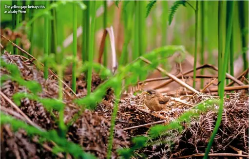  ??  ?? The yellow gape betrays this as a baby Wren