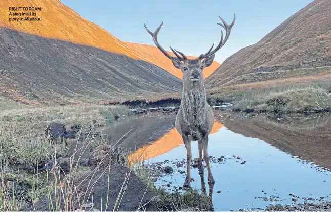  ??  ?? RIGHT TO ROAM: A stag in all its glory in Alladale.