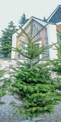  ?? (Foto Rensi) ?? Simbolo I trentini amano addobbare l’albero di Natale con largo anticipo. A destra e sopra alcuni alberi in vendita. In alto, a destra, l’albero di piazza Duomo