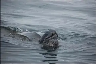  ?? PHOTO BY PETER WINCH ?? A Pacific leatherbac­k sea turtle swims in the ocean five miles west of San Francisco in 2012.