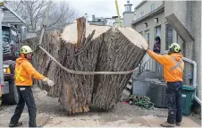  ??  ?? A work crew from Manotick Tree Movers transfers a portion of the bottom of the cottonwood tree from Rochester Street on Wednesday.