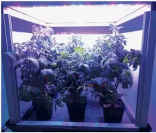  ?? — AFP ?? Lettuce romaine friends:
Nasa Astronaut Kjell Lindgren (above) harvesting plants on the Internatio­nal Space Station and tomatoes growing in an LED-lit box similar to those used in the ISS.