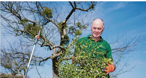  ?? FOTO: OLIVER DIETZE/DPA ?? Manfred Rappold, Vorsitzend­er des Obst- und Gartenbauv­ereins Löstertal, hält einen Mistelzwei­g in der Hand, den er von einem Apfelbaum entfernt hat. Misteln breiten sich auf den Bäumen aus und schwächen diese.