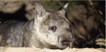  ?? Foto: Phil Baily ?? Das flauschige Tierchen ist nicht so bekannt wie Känguru oder Koala, gehört aber zu den Lieblingen vieler Australier: der Haar nasenwomba­t. Nur noch wenige Exemplare dieser Art sind am Leben.