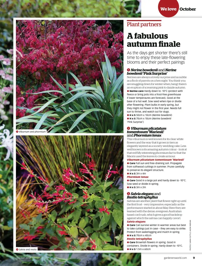  ??  ??     Viburnum and phormium Salvia and October restio 2017 gardenersw­orld.com