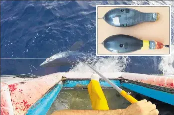 ?? PICTURES/SUPPLIED ?? The mako shark being tagged in New Caledonia, and (inset) the tag (top) found on 90 Mile Beach.