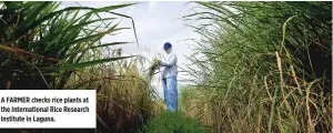  ??  ?? A FARMER checks rice plants at the Internatio­nal Rice Research Institute in Laguna.