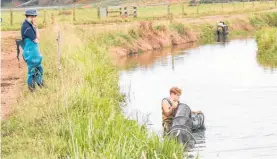  ?? Photo / Supplied ?? Iwi provided local knowledge on best locations to capture the large tuna and helped with the bank-side handling of nets.