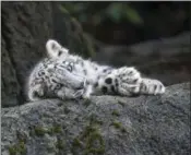  ?? PHOTO COURTESY ROSAMOND GIFFORD ?? ZooOzzy is one of two baby snow leopards born at the Rosamond Gifford Zoo on May 30. He and his brother were revealed to the public on Thursday, Sept. 20, 2018.