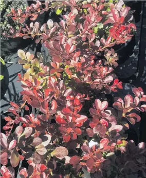  ?? PHOTOS: GILLIAN VINE ?? Small stuff . . . Little Favourite is a small (60cm) cultivar bred from purple Japanese barberry.