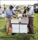  ?? ALEX HORVATH / THE CALIFORNIA­N ?? In this 2020 file photo, Levi and Matt Nissen of 5 Star Honey Farms distribute bees to fill boxes with eight frames or more on pallets before delivery to almond orchards. Healthy bees are critical element to Kern’s $1.2 billion almond harvest.