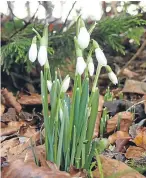  ??  ?? Arthur Bruce of Almondbank sent in this photograph of snowdrops growing in his garden.