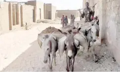  ?? ?? Donkeys being used to supply sand and other building materials
