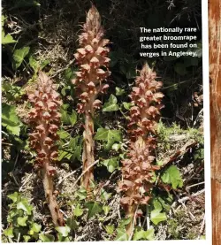  ??  ?? The nationally rare greater broomrape has been found on verges in Anglesey.