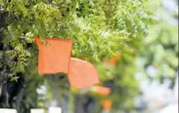  ?? ?? These orange flags have been mounted to showcase allegiance to the People’s National Party.