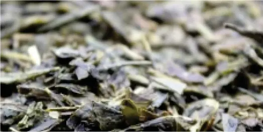  ?? ?? La jeune pousse ligérienne FBKT qui propose déjà plus de 500 références de thés et infusions, a désormais une ambition : faire pousser du thé en France, dans la Loire.
Avec un premier objectif : parvenir, d’ici dix ans, à une autoproduc­tion de 30%, soit 1.200 kilos de thés par an sur la base de l’activité actuelle. (Crédits : DR)