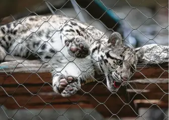  ??  ?? Animals at the Houston Zoo, like this baby clouded leopard, seem to be craving attention since the shutdown. Spring is usually a busy time at the zoo.