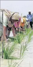  ?? HT FILE ?? As farmers in some pockets (Muktsar,
■
Rampura Phul, Talwandi Sabo, Sunam and Bathinda) have defied the orders by transplant­ing paddy before the announced date, the government has ordered uprooting.