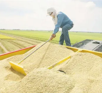  ??  ?? »La producción de arroz ha disminuido unas 15 mil hectáreas, de acuerdo con los productore­s.