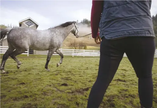  ??  ?? reputable adoption groups are transparen­t about each horse’s abilities, health and temperamen­t because they want to find them the right homes.