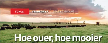  ?? FOTO: JACQUES CRAFFORD ?? Ondanks sy Japannese herkoms pas die Wagyu-ras buitengewo­on goed in Suid-Afrika aan wat veldtoesta­nde en klimaat betref.